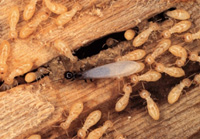 Termites